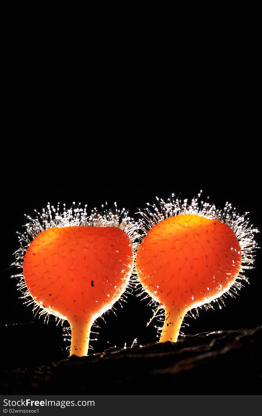 A small mushroom in tropical forest