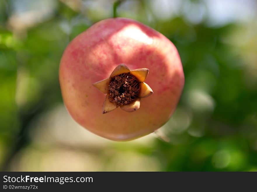 Bottom view of the pomegranate friut on a tree. Bottom view of the pomegranate friut on a tree