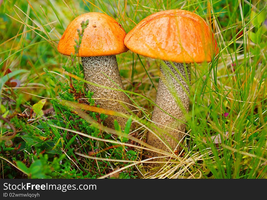 On the photo: Autumn forest landscape with mushrooms