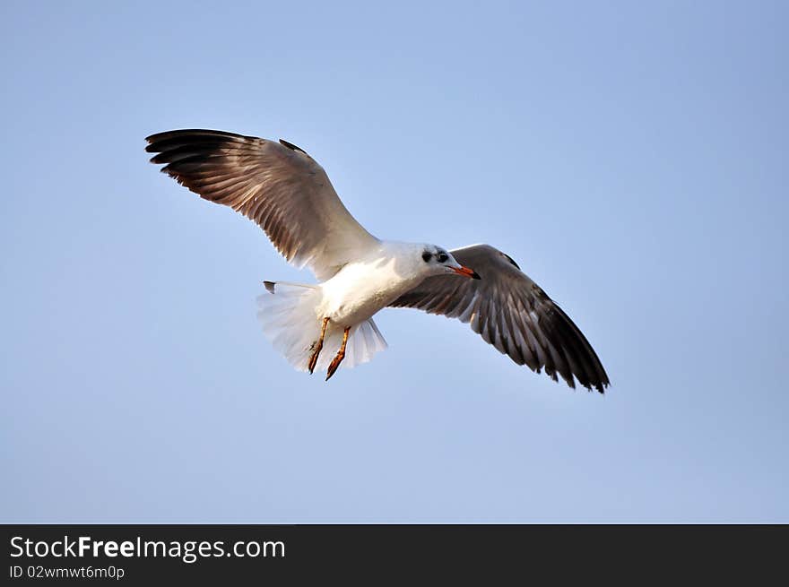 Free flying seagull at Bang pu - Thailand