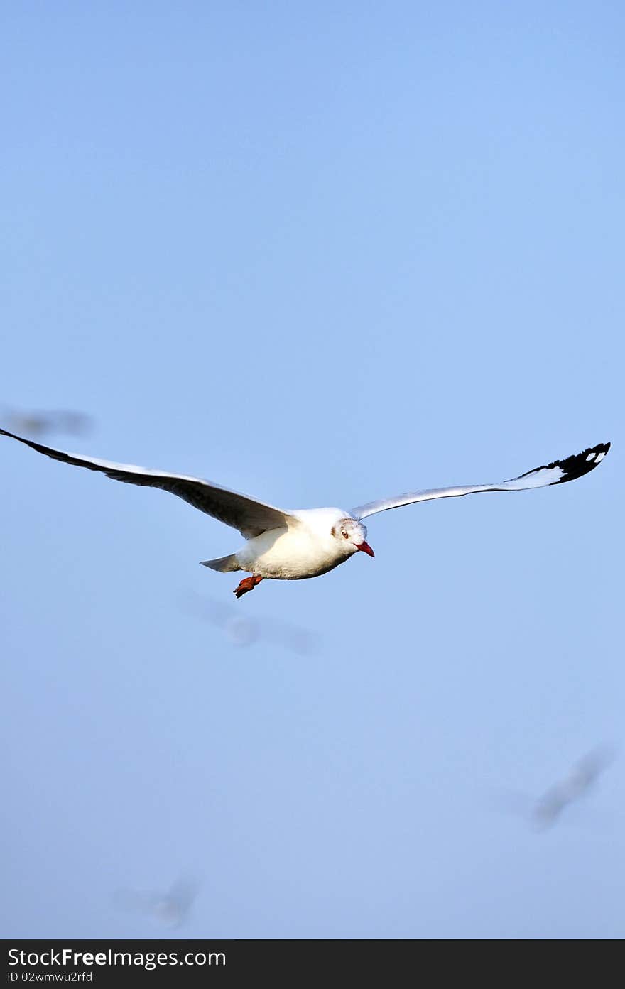 Free flying seagull at Bang pu -Thailand