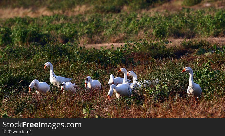 A group of goose on field.