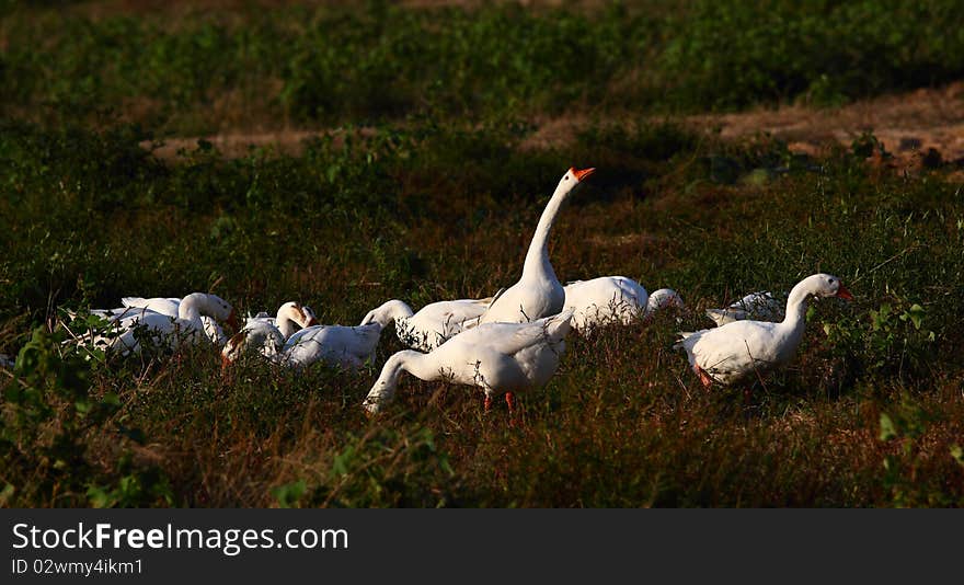 White goose