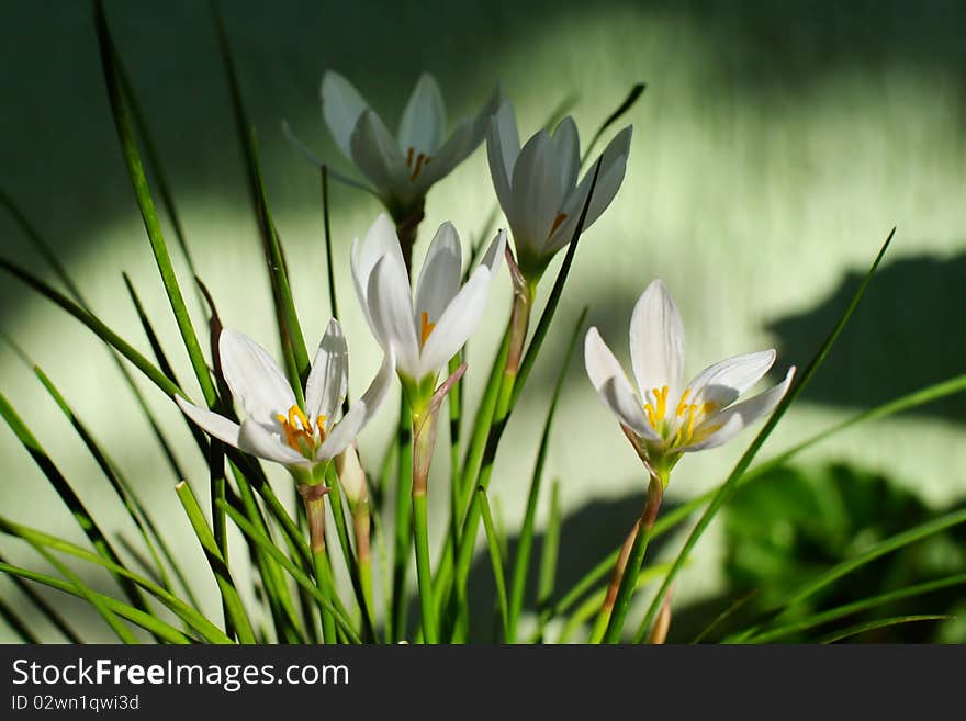 A white lily or zephyranthes candida. A white lily or zephyranthes candida