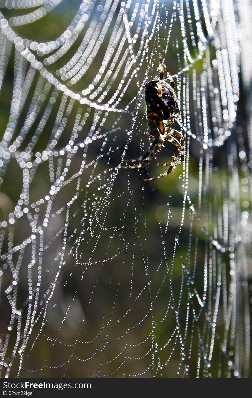 The nature of the web, drops of water. The nature of the web, drops of water.