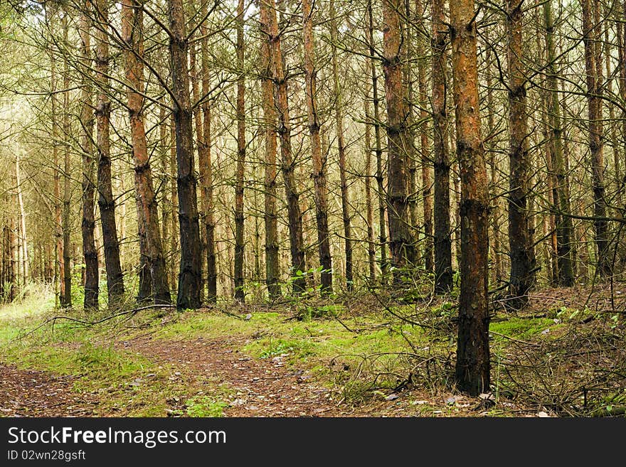 Pine trees, one after another. Pine trees, one after another.