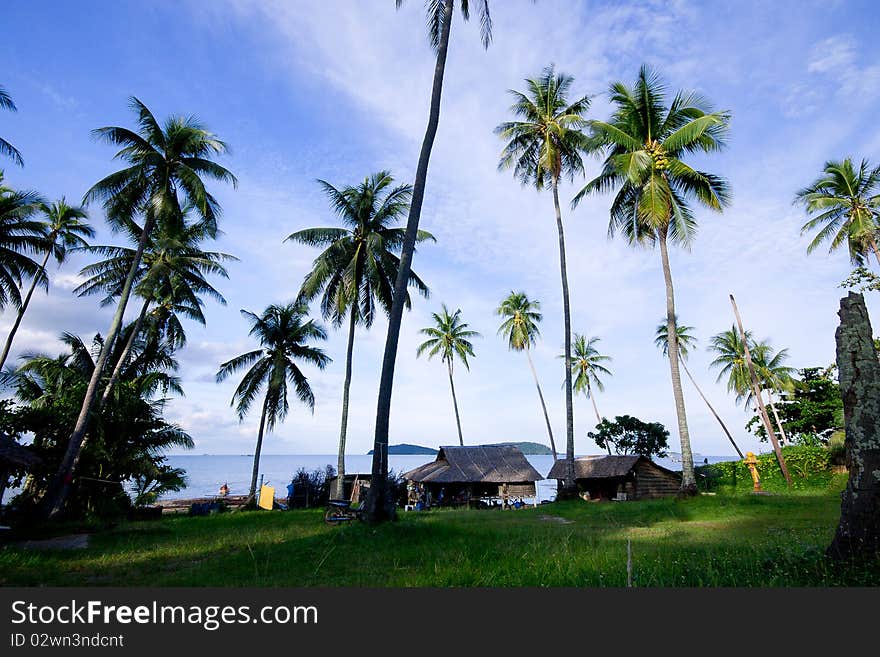 Coconut beach view one another.