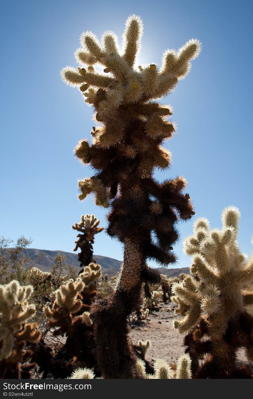 Desert Cactus With Sunny Glow