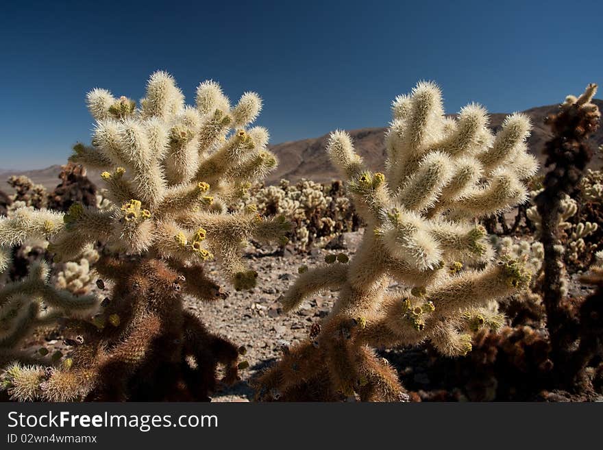 Desert cactus