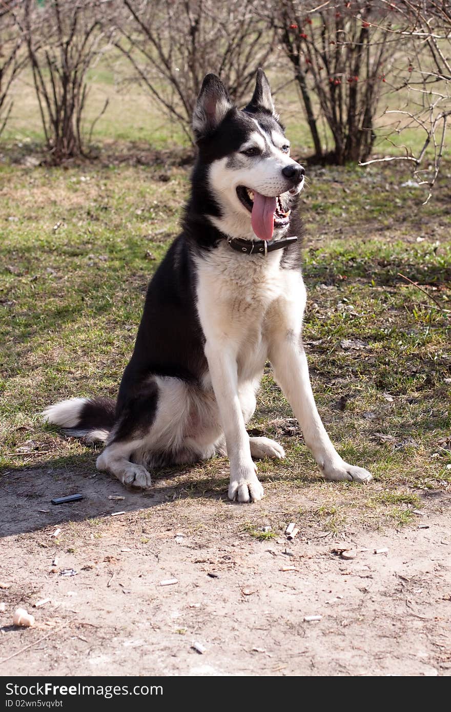 Sitting husky