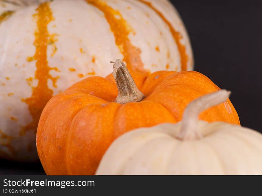 Stem of Orange Miniature Pumpkin With Other Pumpkins. Stem of Orange Miniature Pumpkin With Other Pumpkins