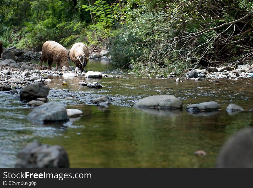 Flock of sheep near a stream