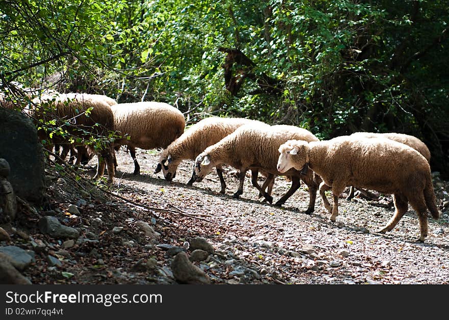 Sheeps walking away