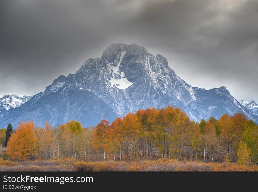 Yellow leaves of aspen trees, Mt. Moran, Snake River. Yellow leaves of aspen trees, Mt. Moran, Snake River