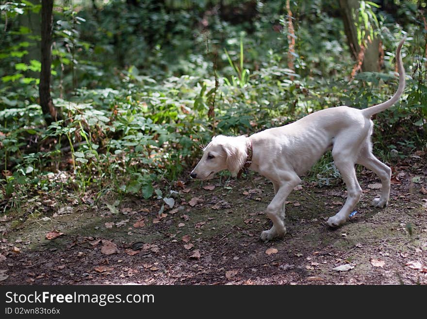 Walking hound