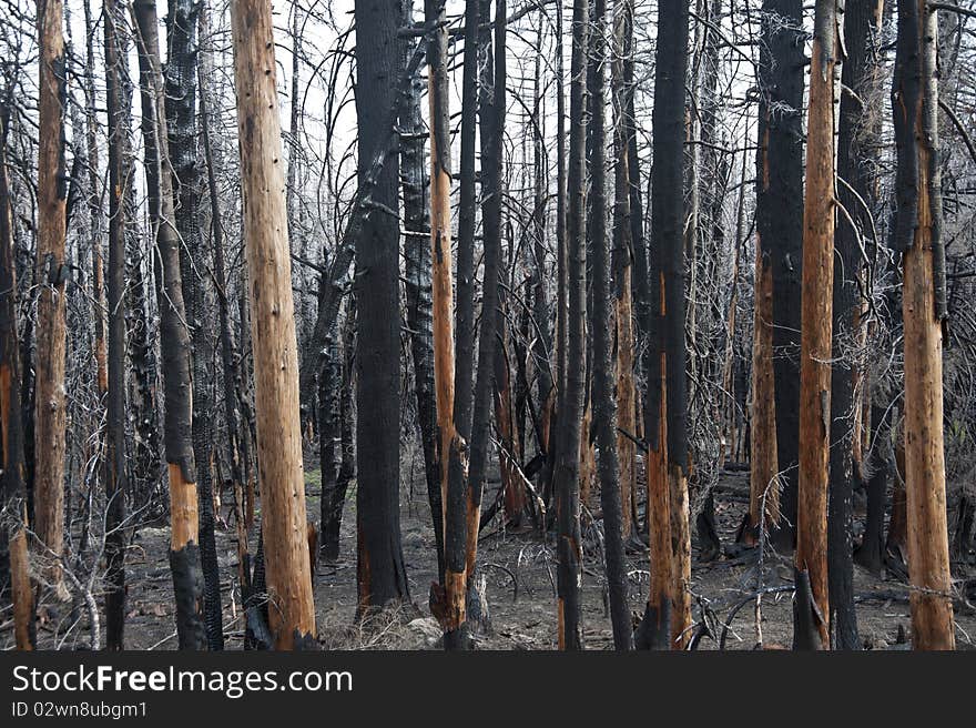 Charred forest