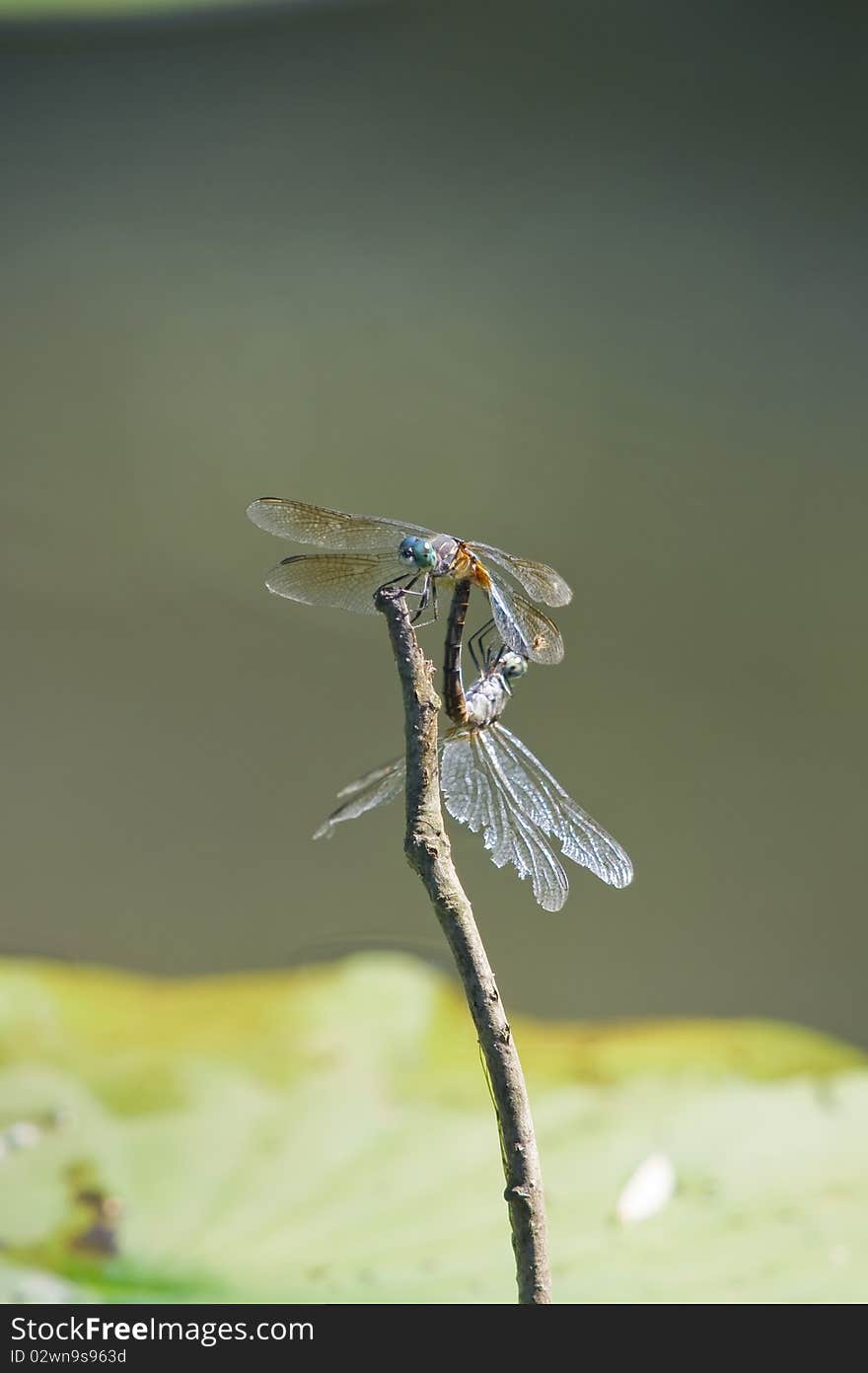 Two dragonflies on a twig against blurred background.