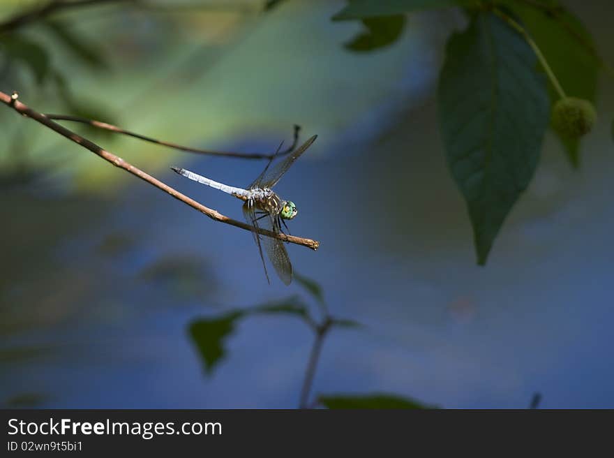 Dragonflies on a twig against blurred background. Dragonflies on a twig against blurred background.