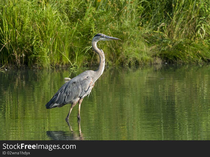 Great Blue Heron wading through water.