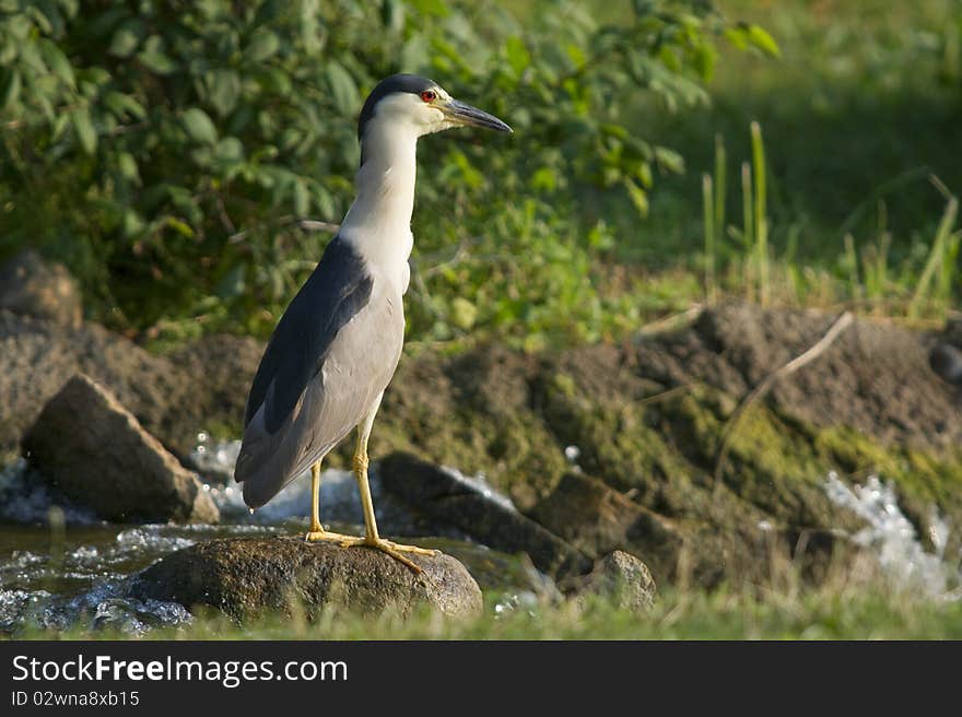 Black Crowned Night Heron