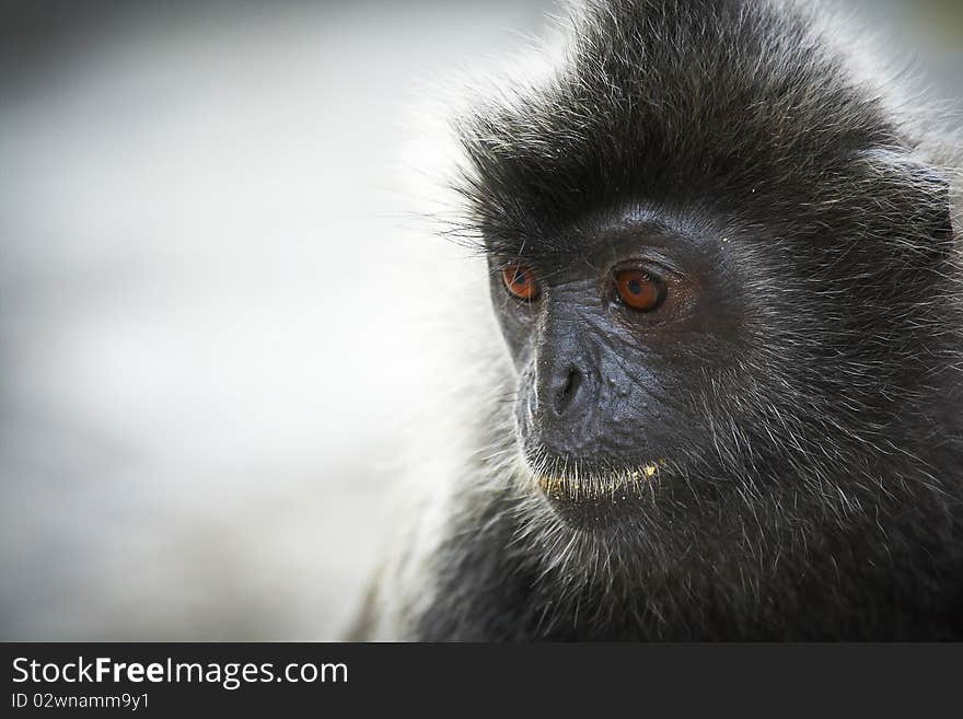 Close up portrait