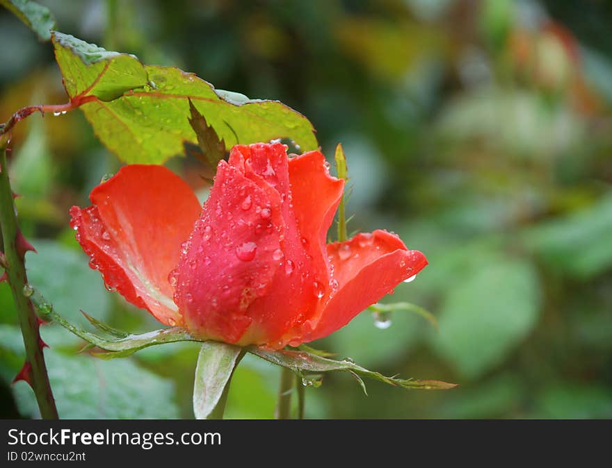 Nature image of a single blossomed flower. Nature image of a single blossomed flower