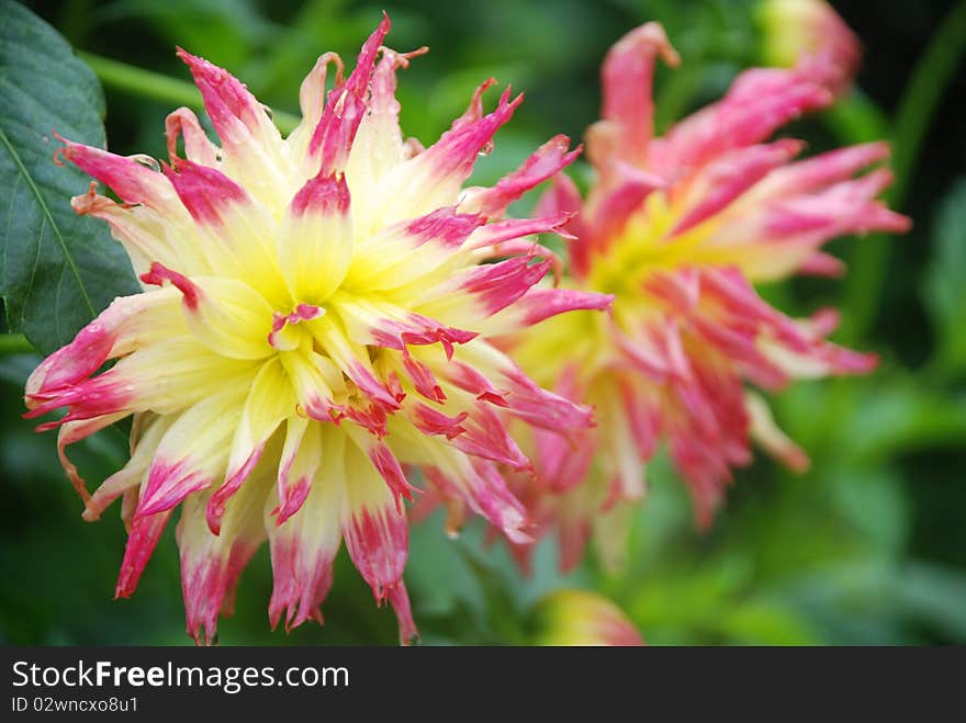 Nature image of a single blossomed flower. Nature image of a single blossomed flower