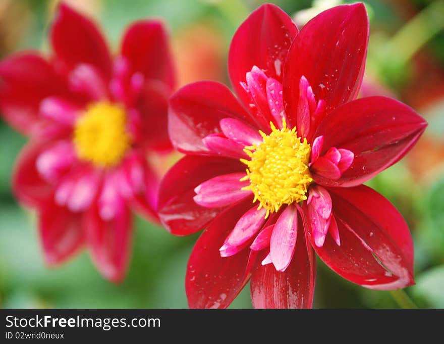 Nature image of a single blossomed flower. Nature image of a single blossomed flower