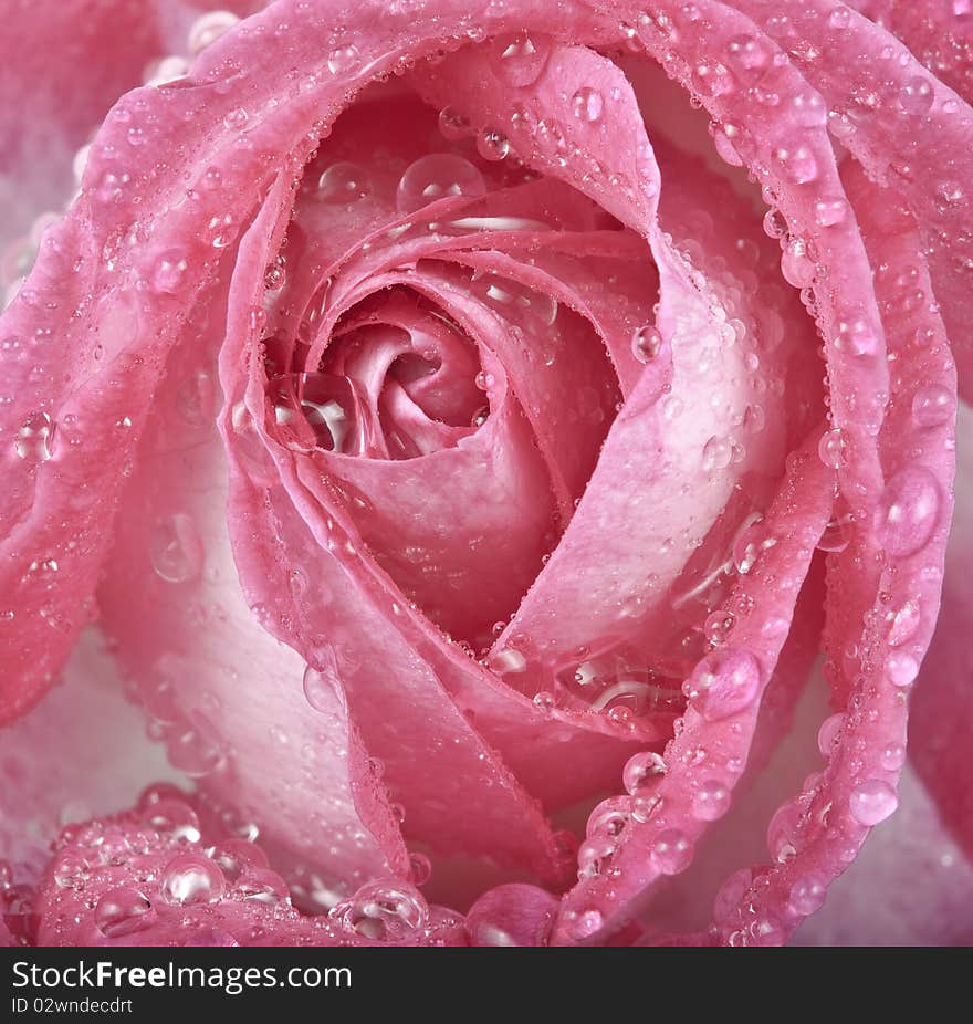 Pink rose with rain drops macro detail. Pink rose with rain drops macro detail