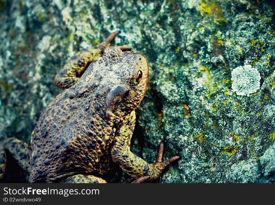 Outdoor close-up photo of the big toad on the stone