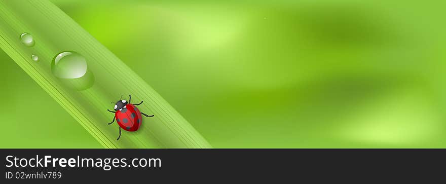 Red Ladybird bug at leaf cartoon illustration