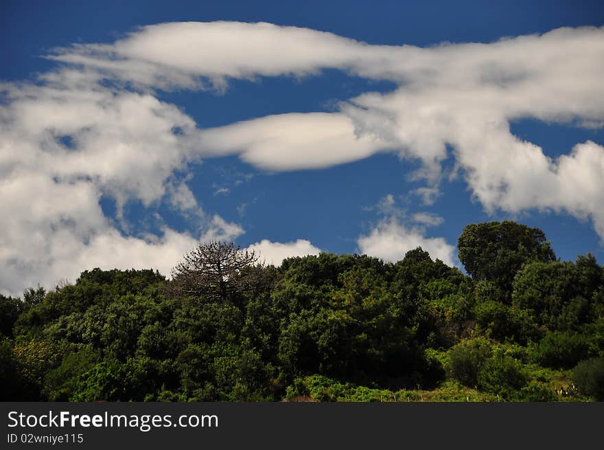 Cloudy sky over freen forrest