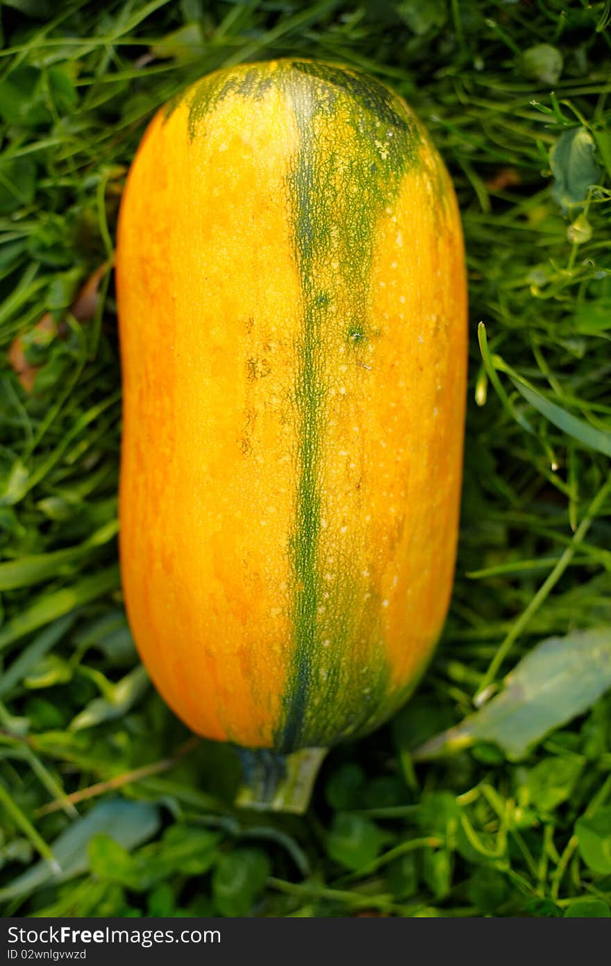 Fresh pumpkin