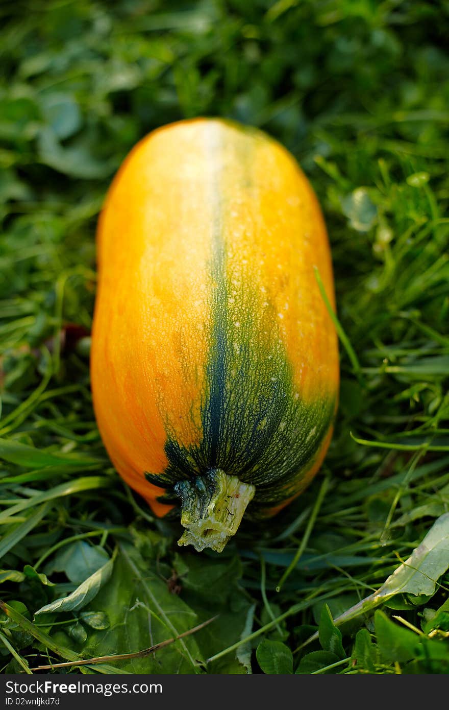 Fresh pumpkin