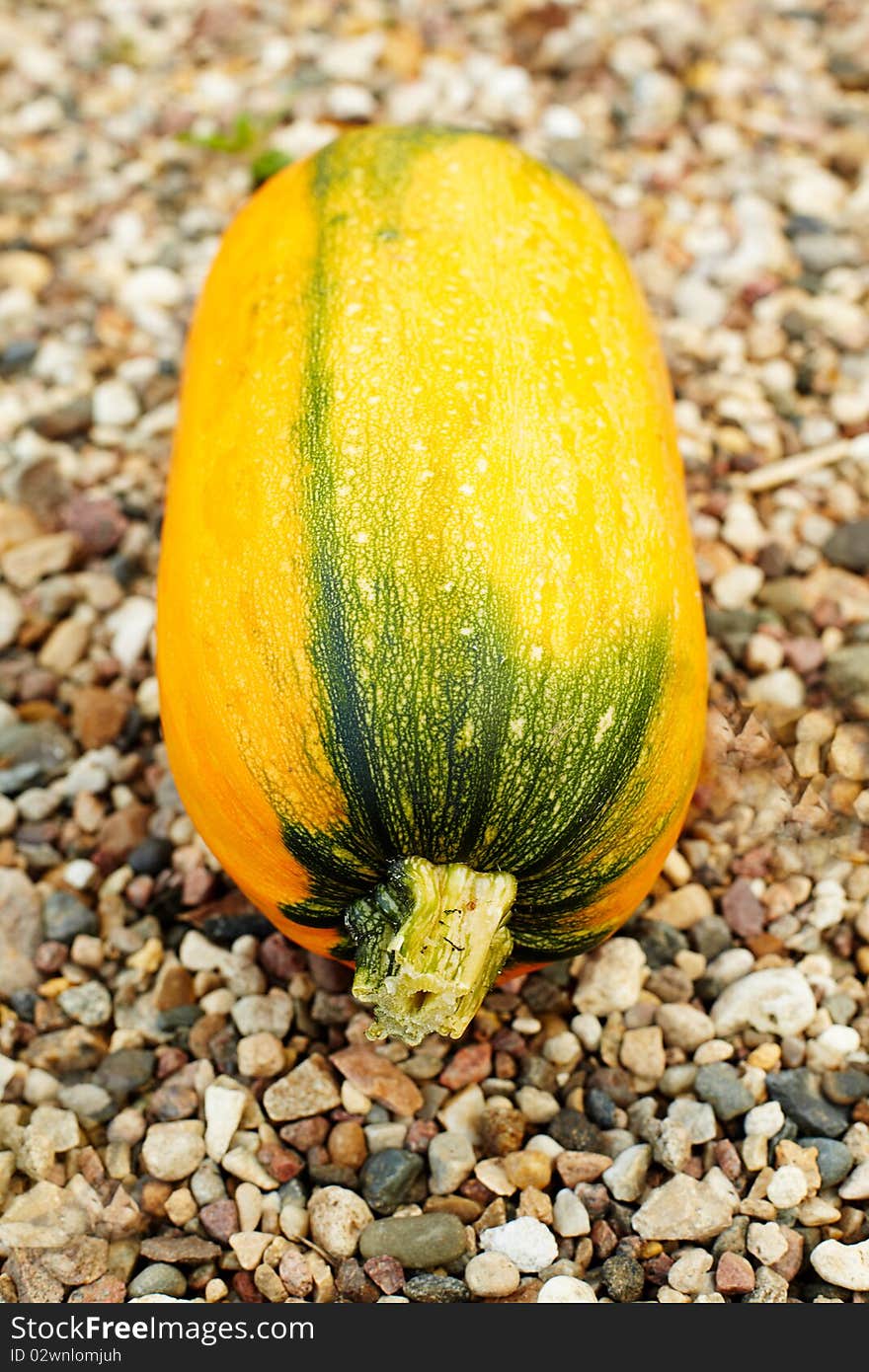 Fresh Pumpkin