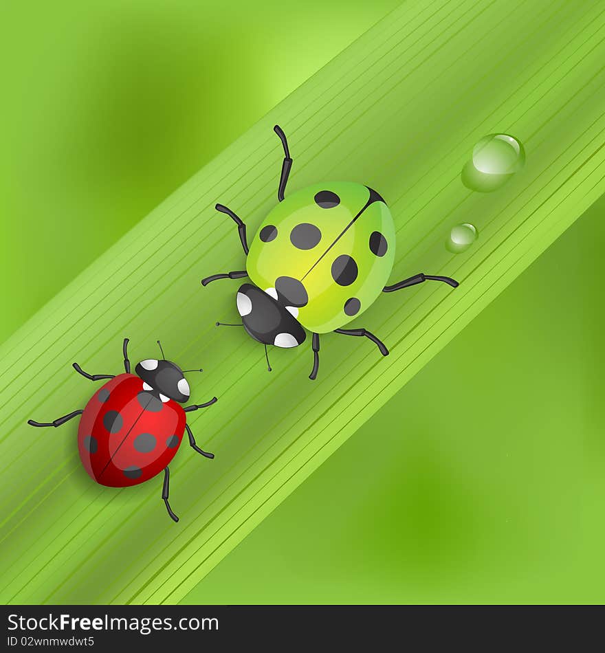 Red Ladybird bug at leaf cartoon illustration