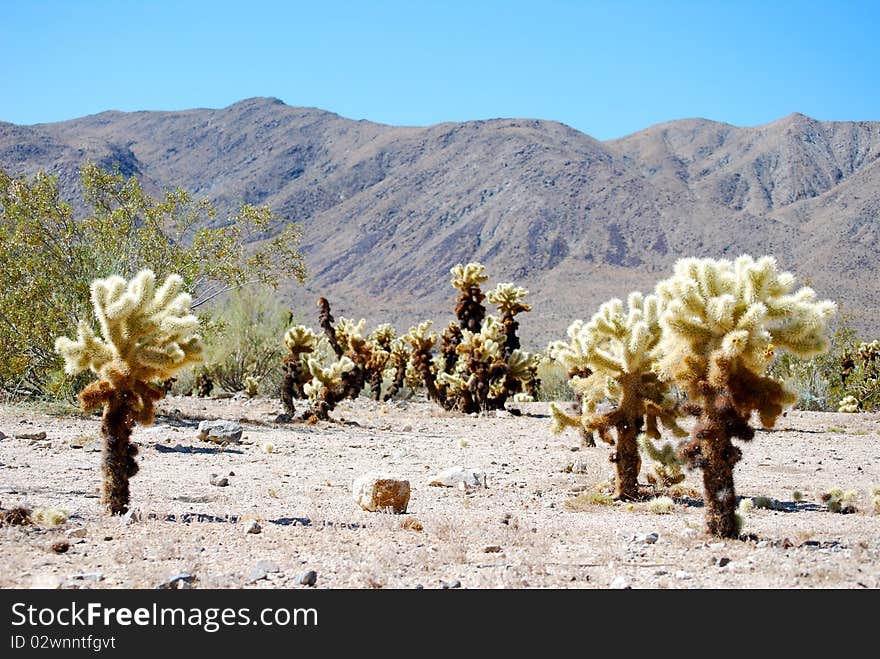 Cholla cactus in the Joshua tree national park. Cholla cactus in the Joshua tree national park