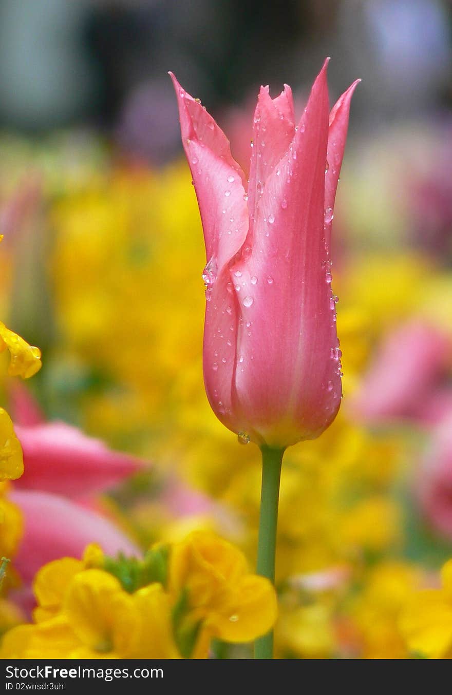 Pink tulip