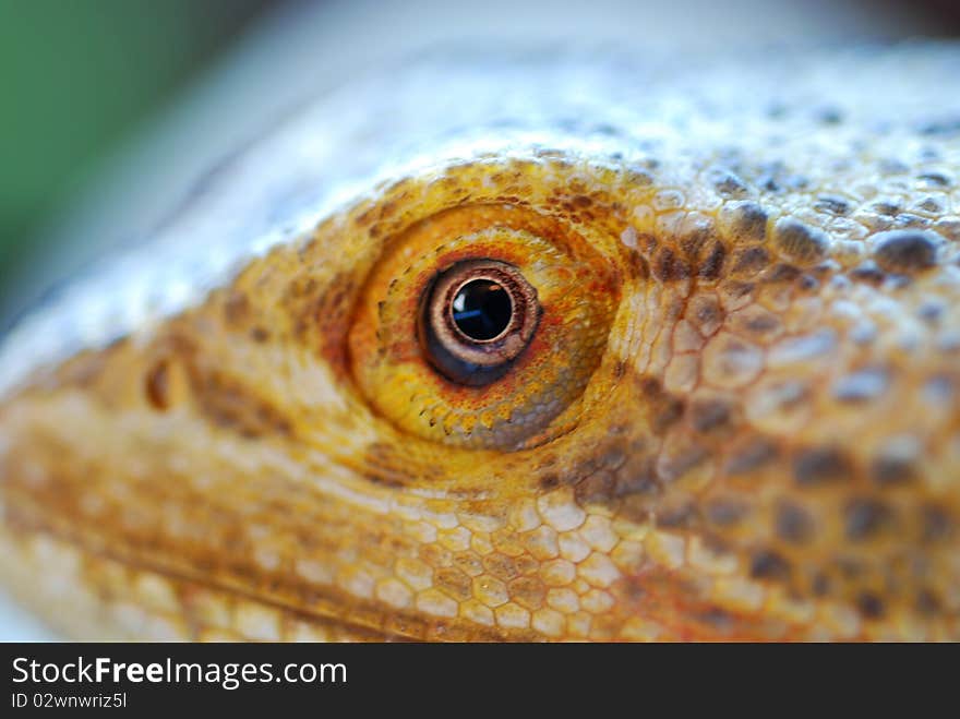 Macro shot of the head of a bearded dragon lizard. Macro shot of the head of a bearded dragon lizard