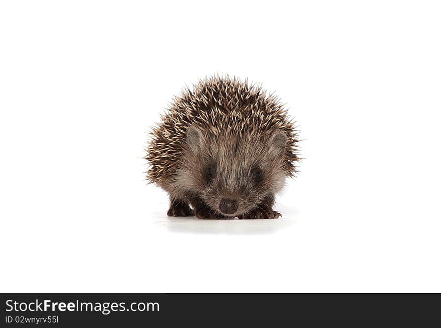 Small grey prickly hedgehog looks at me. Small grey prickly hedgehog looks at me