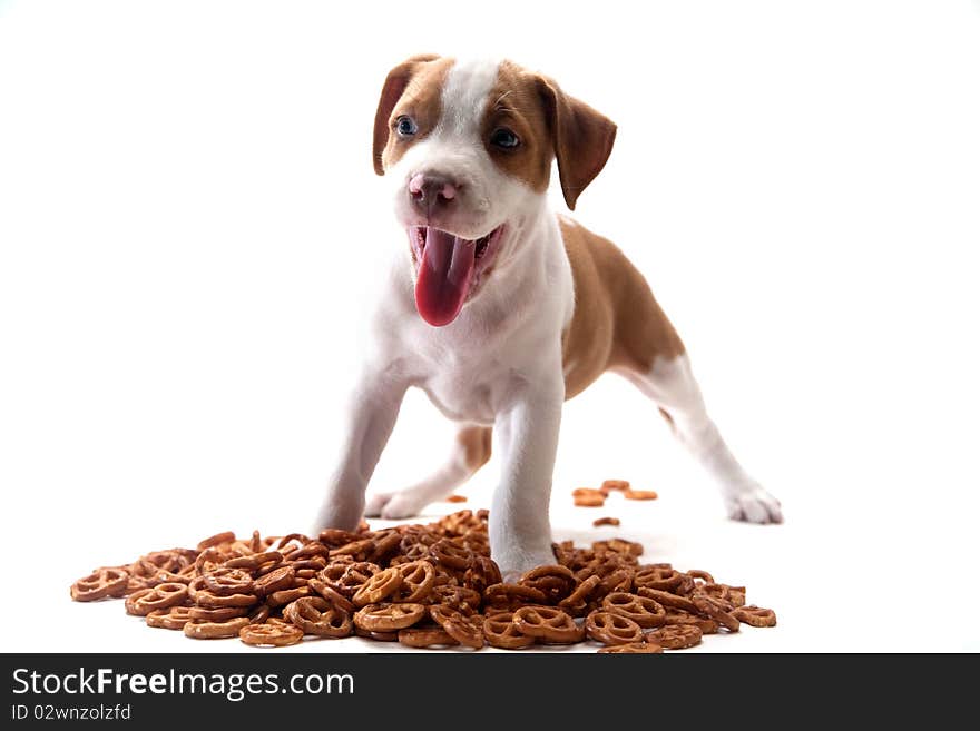 Puppy And Pretzels