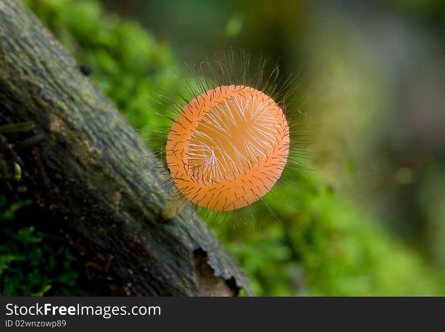 Mushrooms