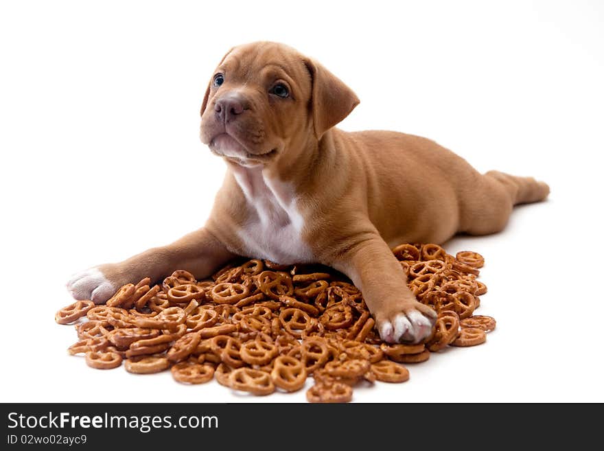 puppy and pretzels