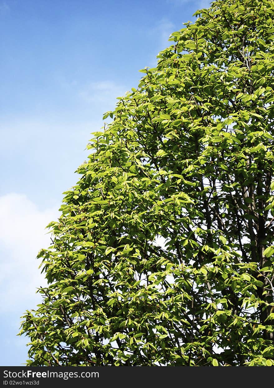 Trimmed bushes and sky in half. Trimmed bushes and sky in half