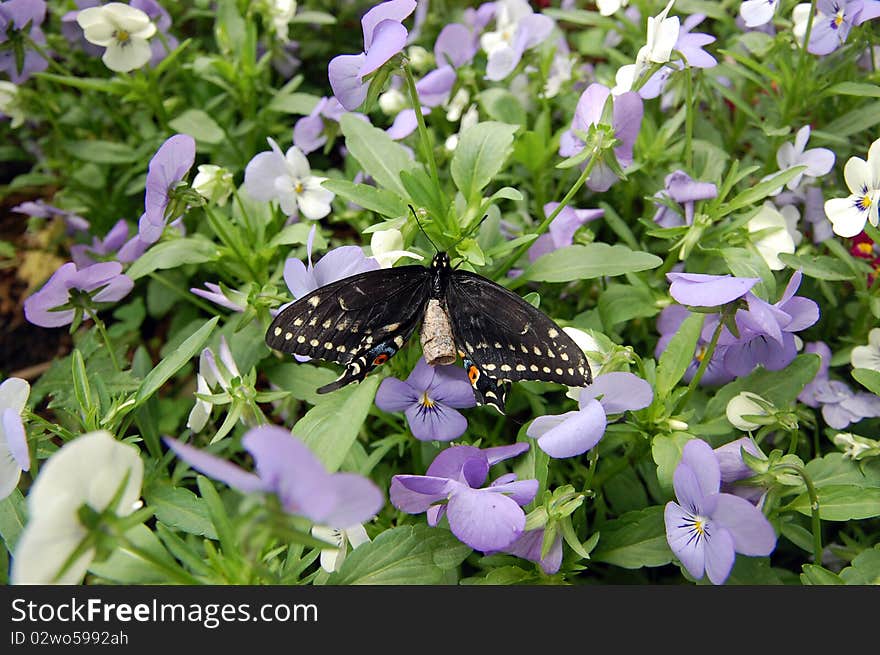 Butterfly getting out of pupa