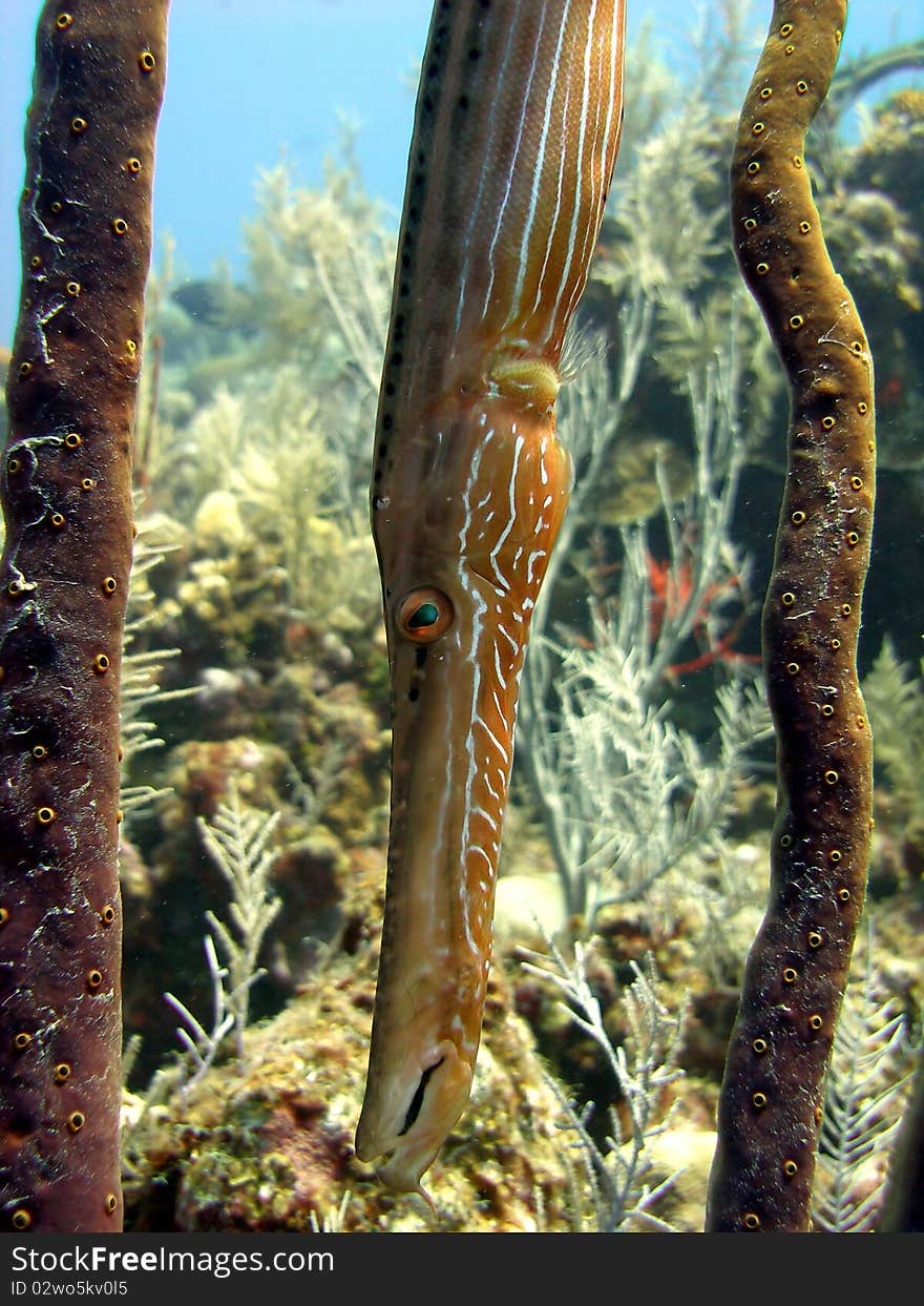 A trumpet fish positions itself vertically to try and camouflage itself with the round pore rope sponge.