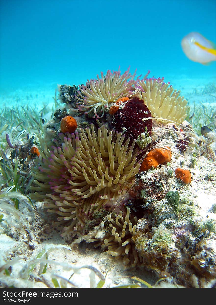 A number of bright sea anemones sit amongst some hard corals waiting for some food to drift by, in this beautifully colorful Caribbean reef scene..