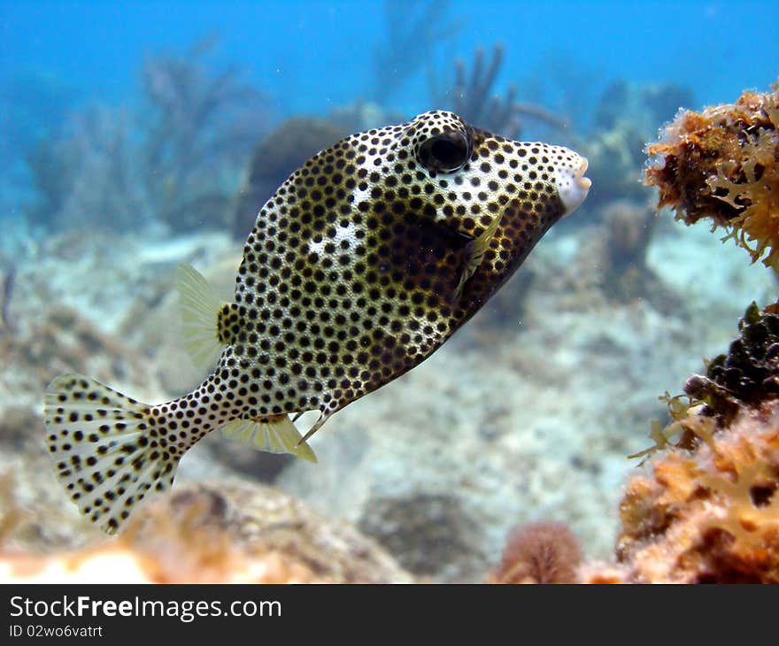 A Smooth Trunk fish hovers majestically over the coral reef. Taken on a shallow sunny dive in the Caribbean.