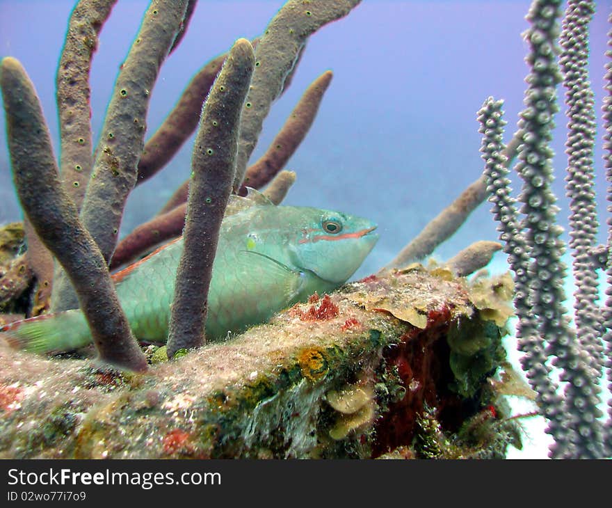 A colorful Parrot fish takes a rest on the corner edge of a wreck, amongst a number of soft corals, before it goes off again foraging for food.