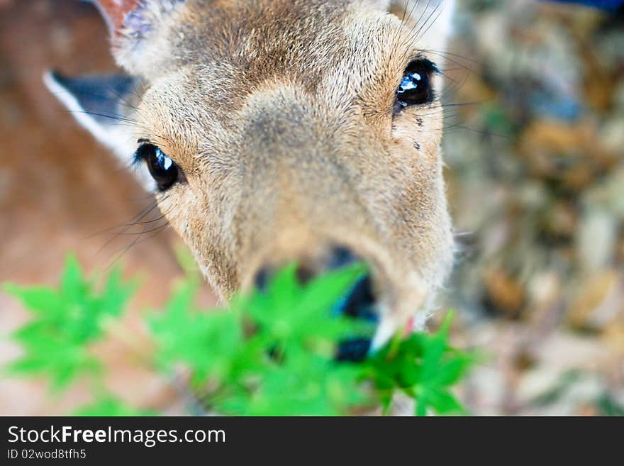 A deer looking directly into the camera in Nara park in Japan. A deer looking directly into the camera in Nara park in Japan.